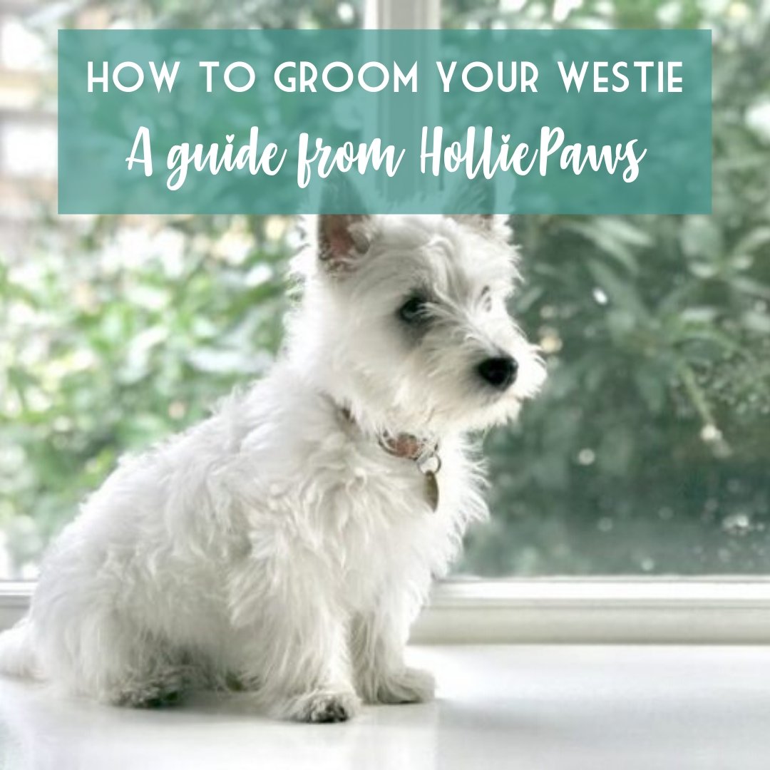 West Highland Terrier's: How to groom at home during quarantine | HolliePaws