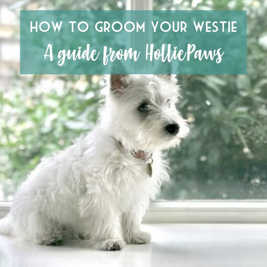 West Highland Terrier's: How to groom at home during quarantine | HolliePaws